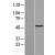 Western Blot: AADAC Lysate [NBL1-07161] - Western Blot experiments. 
Left-Control; Right -Over-expression Lysate for AADAC
